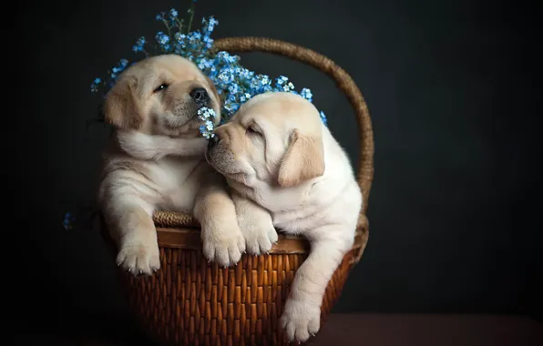 Picture flowers, background, basket, puppies