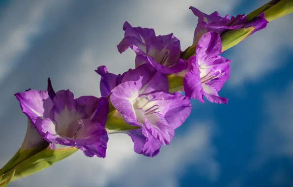 The sky, flowers, gladiolus