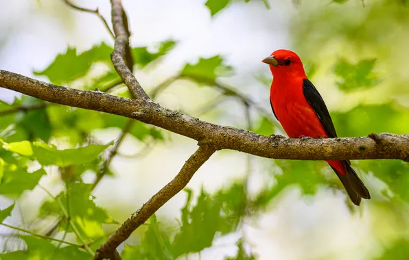 Greens, leaves, tree, bird, blur, branch, maple, red