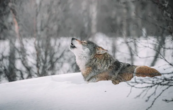Winter, forest, face, snow, branches, nature, pose, grey
