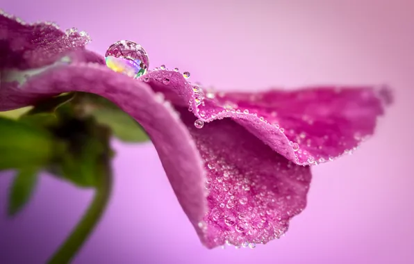 Picture drops, macro, petals, Pansy