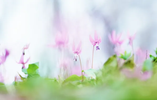 Greens, macro, flowers, nature, ease, glade, tenderness, plants