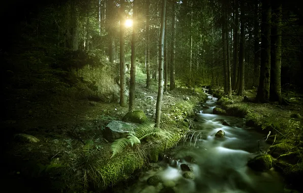 The sun, stream, Forest, forest