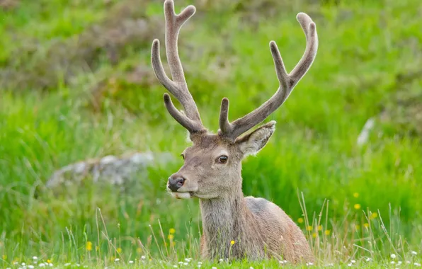 Stay, deer, horns