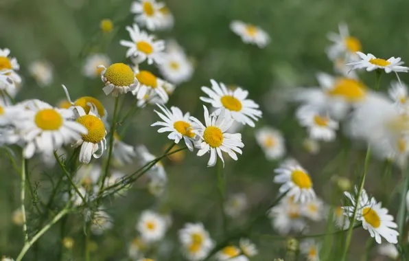 Picture summer, grass, macro, flowers, nature, chamomile