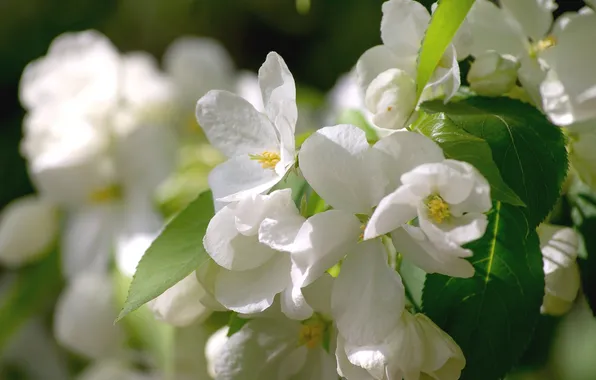 White, macro, spring, Apple
