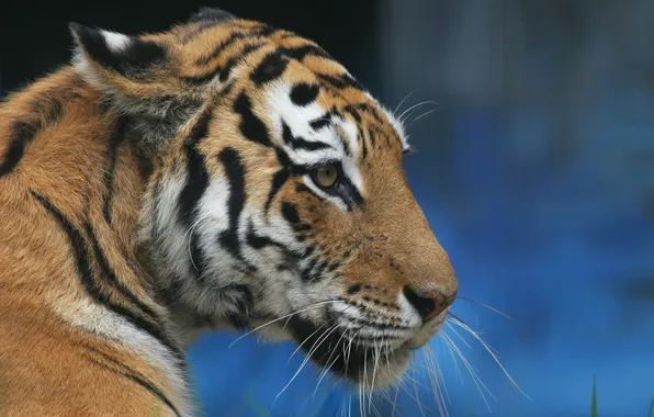 Cat, look, face, tiger, animal, predator