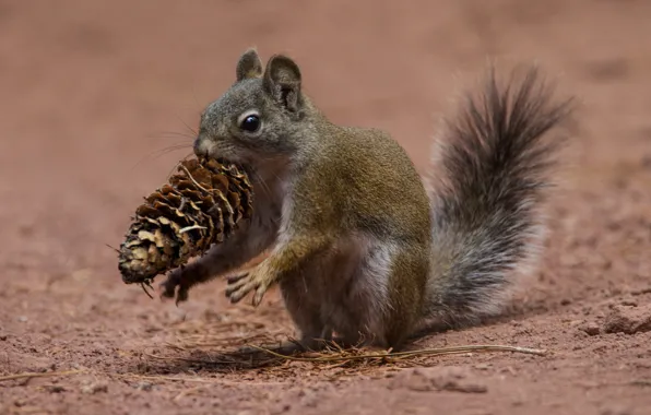 Picture protein, tail, bumps, squirrel, rodent
