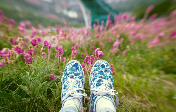 Picture grass, flowers, bokeh