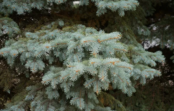 Needles, tree, spruce