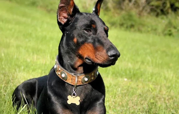 Wallpaper grass, Doberman, 1920x1080, doberman, pinscher images for ...