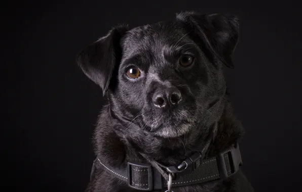 Background, black, dog, dog