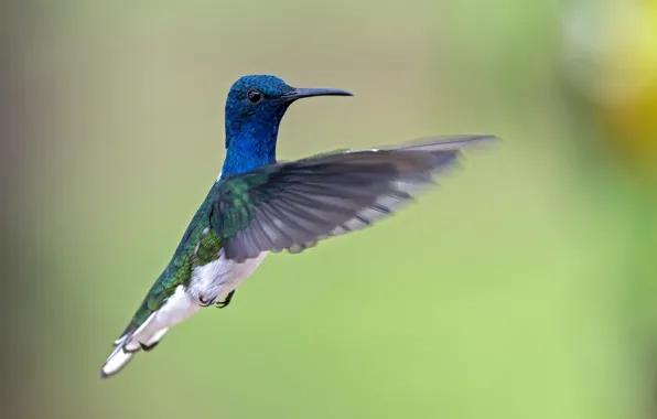 Picture flight, bird, wings, Hummingbird, flying, bird, wings, bokeh