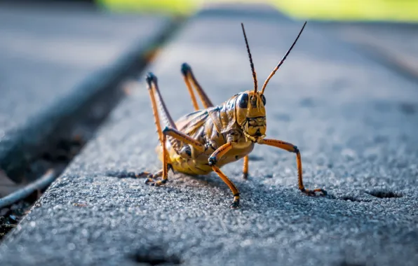 Picture nature, insect, grasshopper