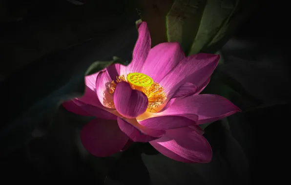 Picture leaves, macro, light, flowers, the dark background, petals, Lotus, stamens
