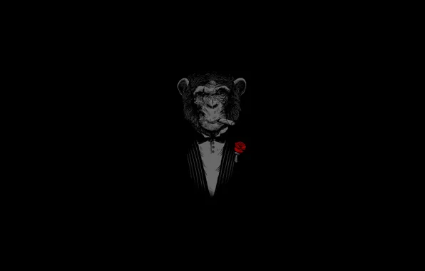 Face, background, rose, monkey, cigar, monkey
