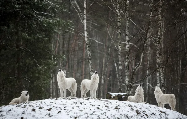 Picture nature, snow, predator, face, animal, wolf, wildlife, portrait
