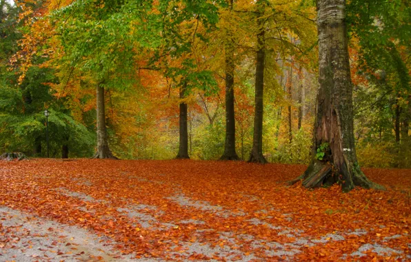 Road, leaves, trees, Park, Autumn, falling leaves, road, trees