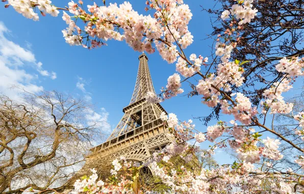 Paris, tower, spring, flowering trees