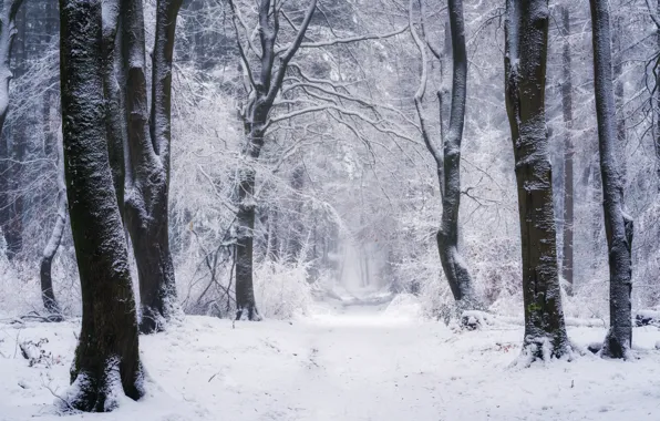 Winter, forest, snow, trees, nature, path