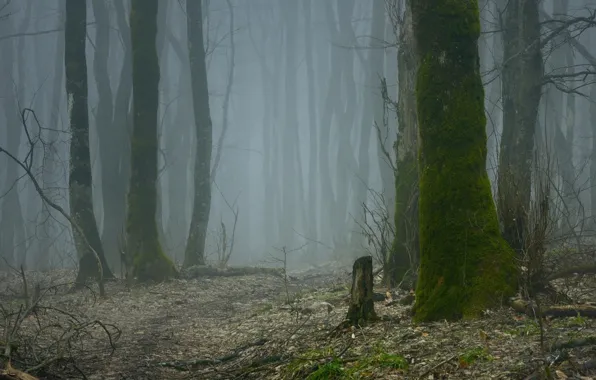 Forest, trees, nature, fog, moss
