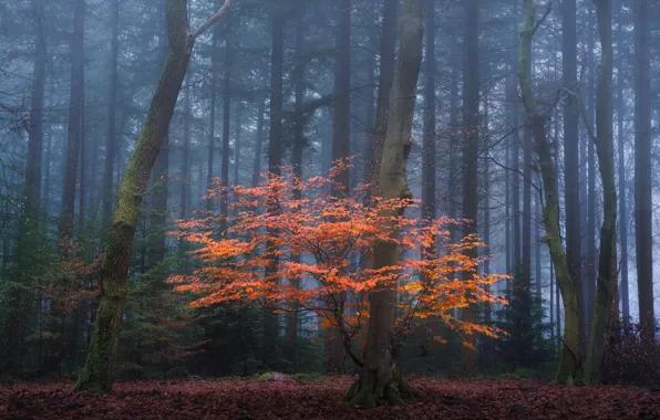 Forest, trees, nature, fog