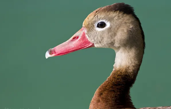 Background, bird, portrait, goose