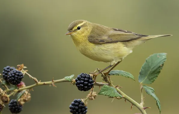 Berries, microsemi, bird, branch, beautiful, Canary