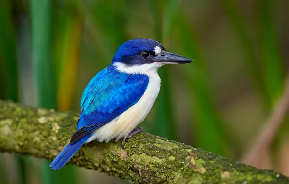 Bird, branch, blue, green background, Kingfisher