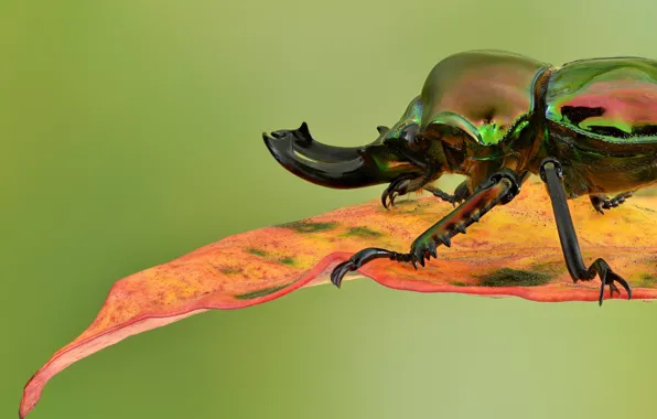 Macro, sheet, background, beetle, Rainbow stag beetle