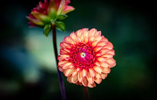 Summer, macro, flowers, the dark background, orange, stem, Dahlia, bokeh