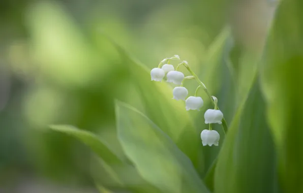 Leaves, flowers, blur, spring, garden, white, lilies of the valley, bokeh