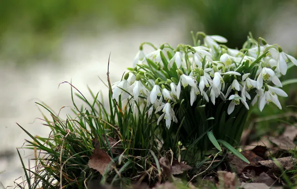 Forest, flowers, nature, stream, foliage, spring, flora, Galanthus