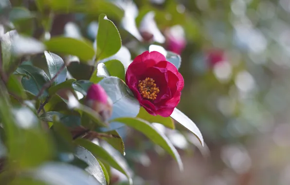 Flower, leaves, branches, pink, spring, buds, bokeh, Camellia