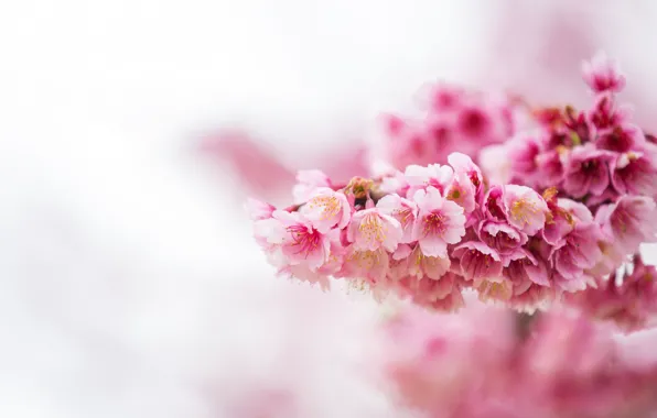 Picture flowers, branches, spring, flowering
