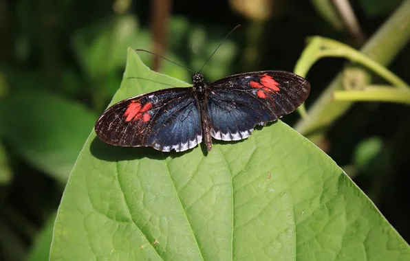 Leaves, microsemi, butterfly, wings, insect, beautiful, closeup