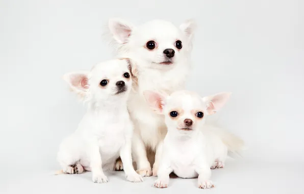 Picture puppies, trio, Chihuahua, cute