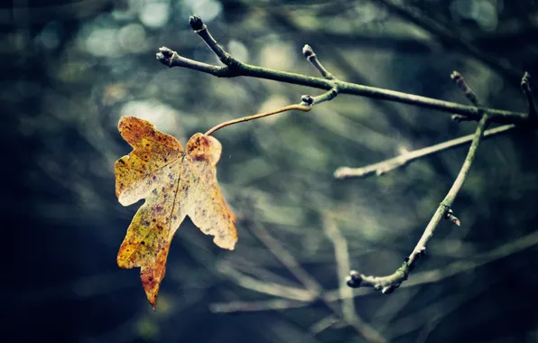 Autumn, leaves, macro, branches