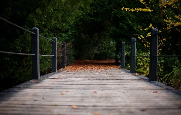 Autumn, bridge, nature