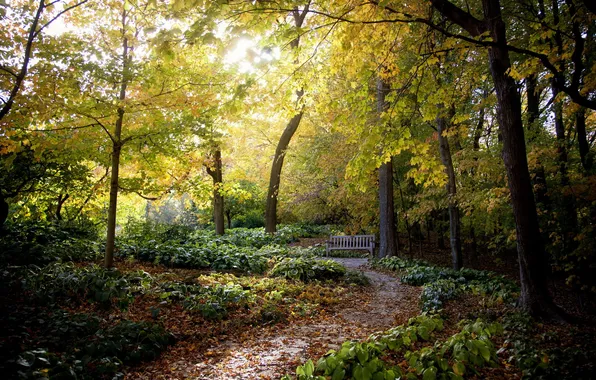 Picture nature, Park, bench