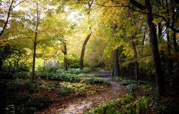 Nature, Park, bench