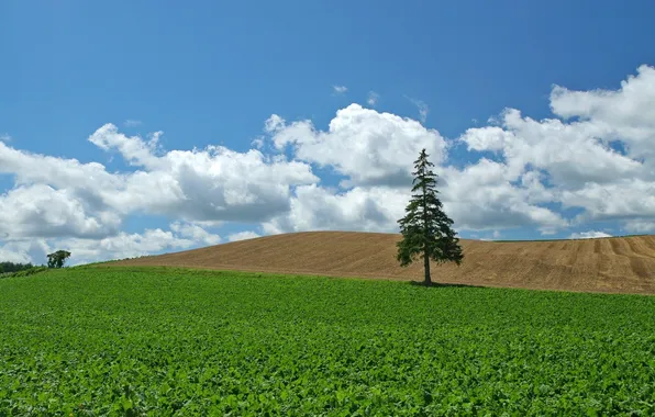 Picture TREE, The SKY, FIELD, CLOUDS, SHADOW
