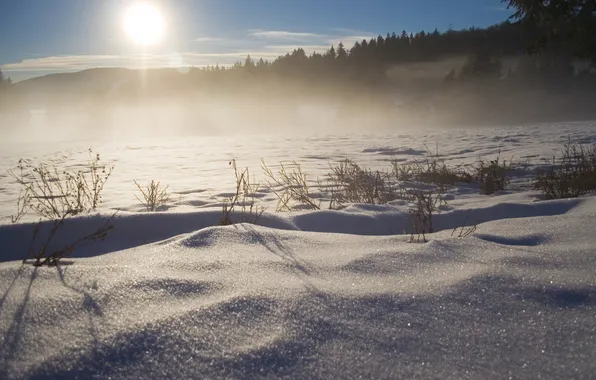 Winter, the sun, light, snow, trees, the snow, Canon THEM 350D DIGITAL, winter Wallpaper