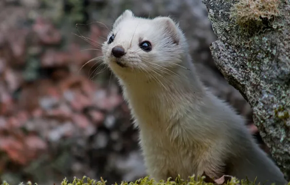 Picture stone, moss, ermine