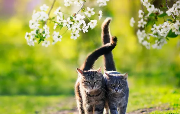 Cats, cats, spring, walk, a couple, tails
