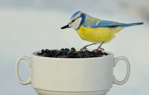 Winter, birds, nature, blue tit