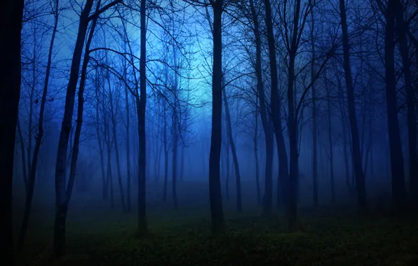 Picture forest, night, tree
