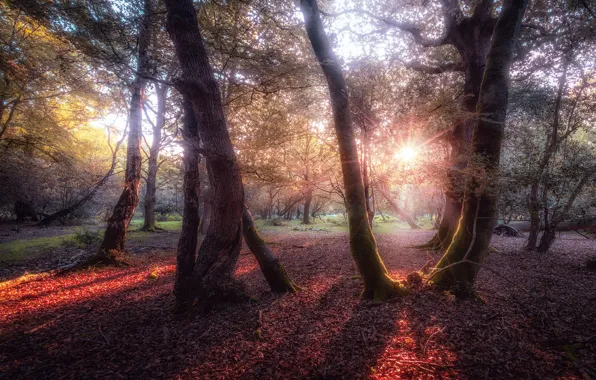 Picture autumn, forest, the sun, rays, light, trees, fog, Park