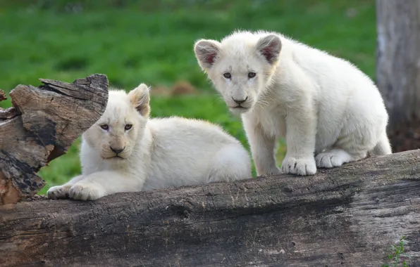 White, look, nature, pose, background, pair, log, white
