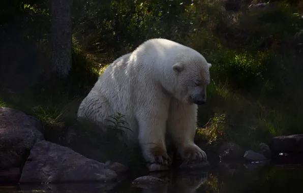 Picture forest, white, summer, pose, stones, shore, bear, twilight